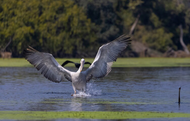 	
Dalmatian Pelican (Pelecanus crispus) floating in river during the winter migration in the...