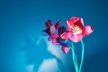 Obraz premium Artistic Tulip with Bold Shadow Play for Creative Interiors