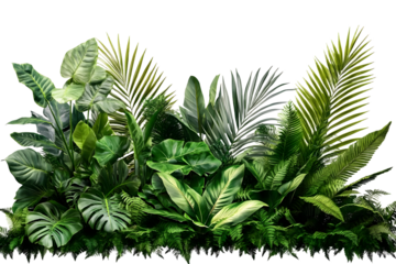 Green leaves of tropical plants bush (Monstera, palm, fern, rubber plant, pine, birds nest fern) floral arrangement isolated on transparent background . PNG, cutout, or clipping path.