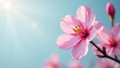 large pink blossom against gray-blue backdrop with empty space, sky background, delicate, floral