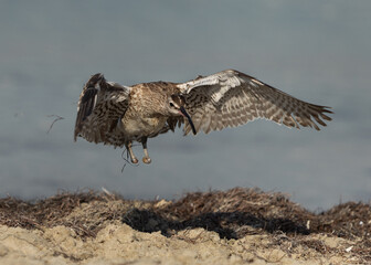 Whimbrel with amputated leg takeoff at Busaiteen coast of Bahrain