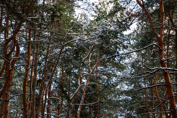 Fototapeta premium winter scene featuring a dense forest of towering pine trees covered in freshly fallen snow. The branches, heavy with soft white powder, create a serene and magical atmosphere. The deep green hues
