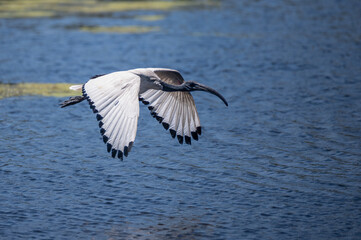 African sacred Ibis flying horizontally across a body of water 