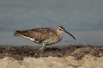 Closeup of a Whimbrel in the morning hours at Busaiteen coast, Bahrain
