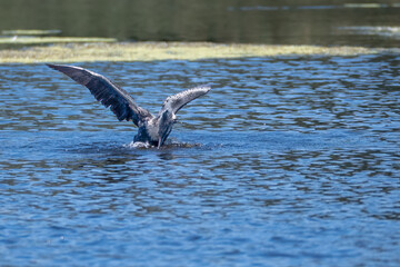 White Breasted Cormorant opening his wings above the water as he starts his take off from the water's surface