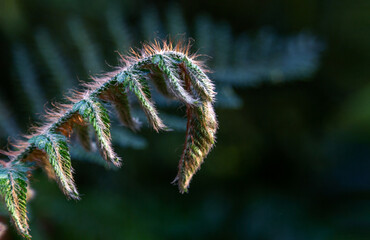 green fern leaf on dark background. feeling of freshness and tranquility. Tropical plants. soft...