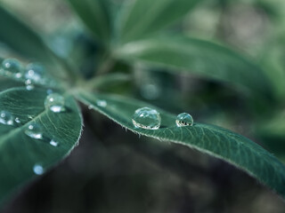 green plant with leaves and drops of water. feeling of freshness and tranquility. Tropical plants....