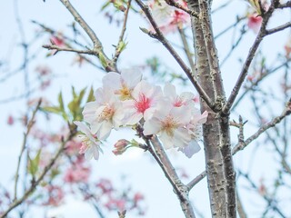 Delicate pink cherry blossoms bloom against a fresh, bright background, symbolizing renewal and beauty. Soft petals dance in the breeze, creating a serene, dreamy atmosphere. Perfect for spring themes