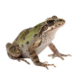 Naklejka premium Darwin S Frog AI Generated Image