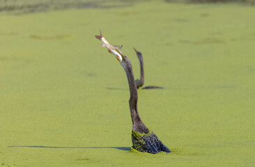 Oriental darter (Anhinga melanogaster) or snake bird fishing in river.