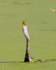 Oriental darter (Anhinga melanogaster) or snake bird fishing in river.