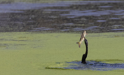 Oriental darter (Anhinga melanogaster) or snake bird fishing in river.