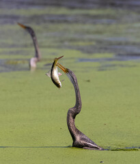 Oriental darter (Anhinga melanogaster) or snake bird fishing in river.