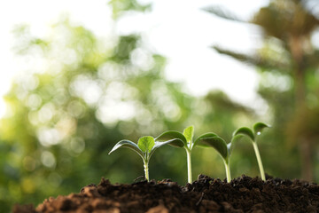 Small growing pumpkin sprout, backyard home gardening
