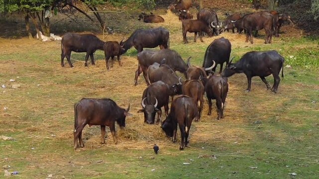 A herd of buffaloes feeds on the land next to the Feni-Muhuri River ghat in the Feni district of Chittagong division.