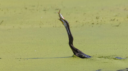 Oriental darter (Anhinga melanogaster) or snake bird fishing in river.