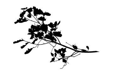 Black and white image of natural large old oak tree branch with leaves on white background