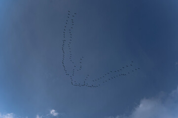 A flock of birds flying in a dynamic formation against a clear sky