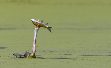Oriental darter (Anhinga melanogaster) or snake bird fishing in river.