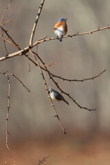An eastern bluebird and a tufted titmouse in a tree