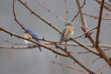 Eastern bluebirds on thorny branches