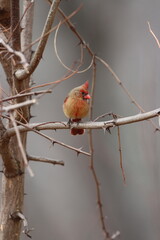 A female northern cardinal perched on a branch in winter