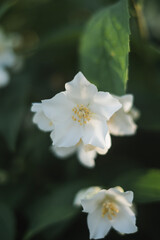 white flowers of a tree