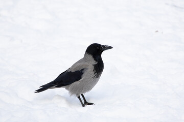 crow on snow