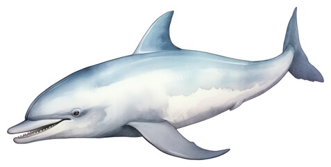 PNG Dolphin animal mammal shark.
