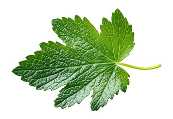 PNG Leaf green photography green leaf.