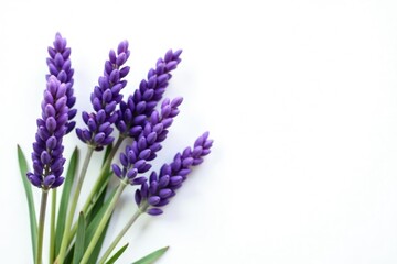 Obraz premium bunch of lavender stems against white background, nature, floral