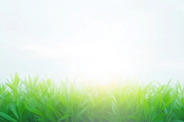 A clean bright background with the glare of sunlight providing copy space with fresh grass on the bottom.