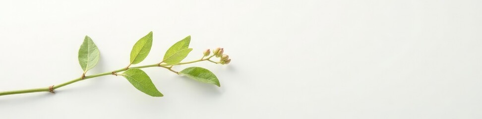 Obraz premium A delicate stem with tiny leaves and buds on a pristine white background, floral, botanical