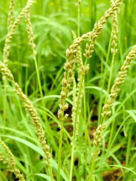 Horsetail Equisetum, genus of vascular plants, department Equisetophyta Ferns. Horsetail sways in the wind. Metamerism, alternation of nodes and internodes. Leaves reduced to scales, whorls at nodes.