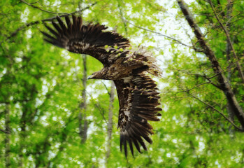 The white-tailed eagle flies in the forest among the leaves.