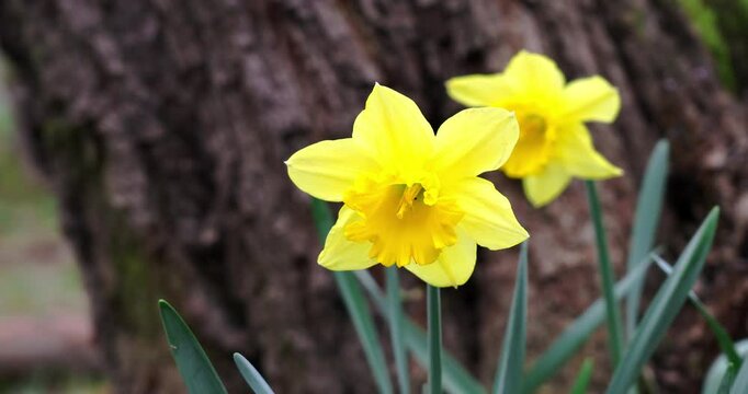 Yellow lilies in a woods.