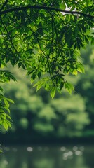 Fototapeta premium Lush green leaves over calm lake, summer nature scene, peaceful background