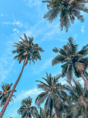 Fototapeta premium coconut tree above the sunny clouds
