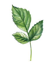 Watercolor green leaves. Hand Painted Wildflowers, Botanical green leaf, Elegant flora element for Design and Decoration