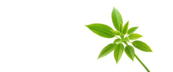 Single vibrant green plant, isolated on pure white background, green, sprout