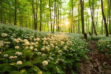 Deutscher Zauberwald. Bärlauchwald auf der Schwäbischen Alb. Sonnenuntergang mit Sonnenstern...