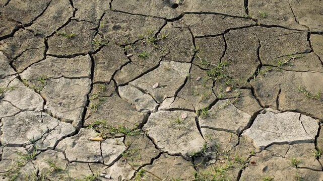 Dry soil gray surface cracked ground texture background. Life after the flood. Little plant in dry cracked mud.