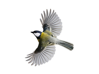 Great tit in flight isolated on white background