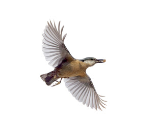 Nuthatch in flight with seeds in its beak isolated on white background