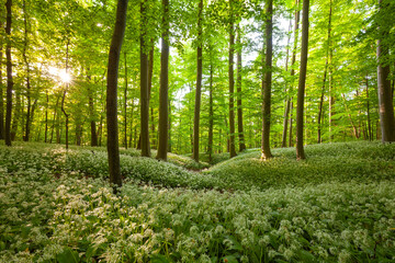 Deutscher Zauberwald. Bärlauchwald auf der Schwäbischen Alb. Sonnenuntergang mit Sonnenstern strahlt den Buchenwald an.