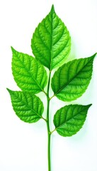 Obraz premium Large leaves with intricate veins against plain white, solitary, leafy, background