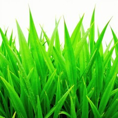 Obraz premium Lush, vibrant green grass blades, isolated on pure white , isolated, image, scenic