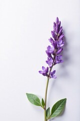 A delicate lavender blooming on a clean white background, simple, purple, nature