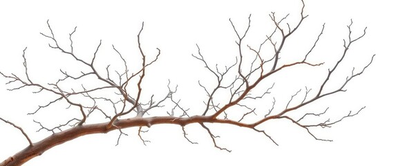 Obraz premium Bare, gnarled branches isolated against a pure white backdrop, branches, tree
