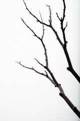 Obraz premium Dark isolated branches on white background with subtle gradient effect, wood, white background, abstract
